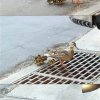 arme-ente