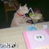 cocktail-katze