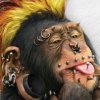 crazy_monkey