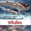 dolphinsandwhales