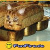 funfire-de-1102947657-67