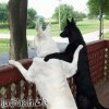 hunde-freunde