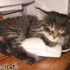 katze-und-maus