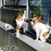 tierische-ohrfeige